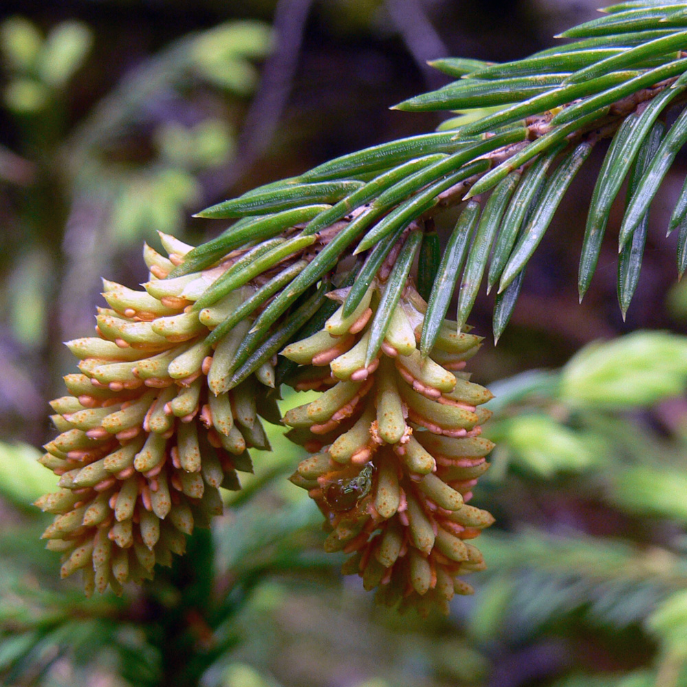 Image of Picea obovata specimen.