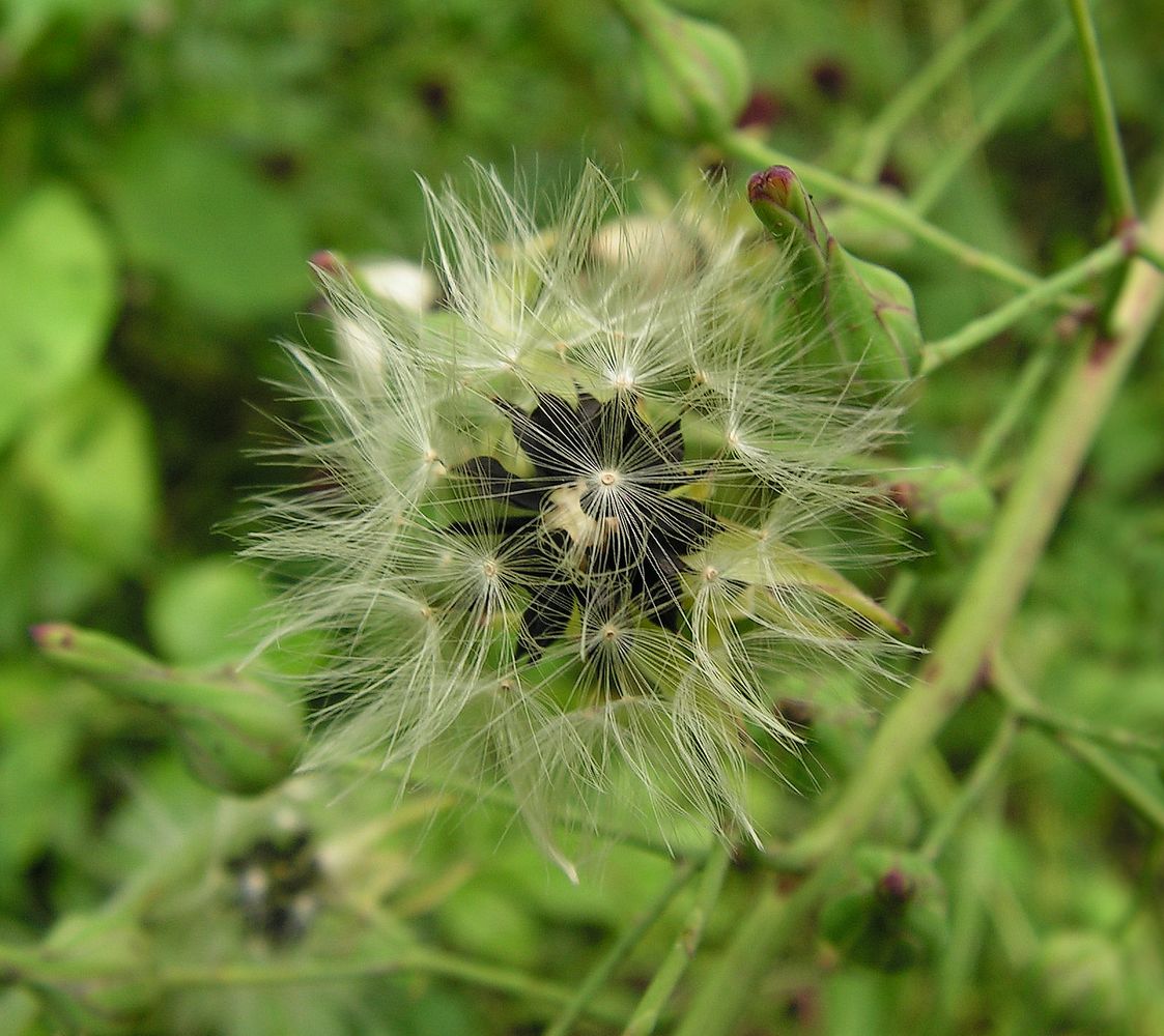 Изображение особи Lactuca indica.