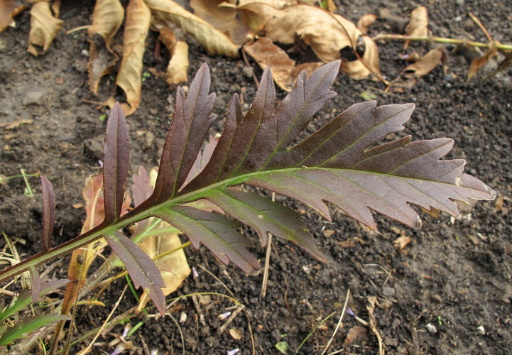 Image of Scabiosa lachnophylla specimen.