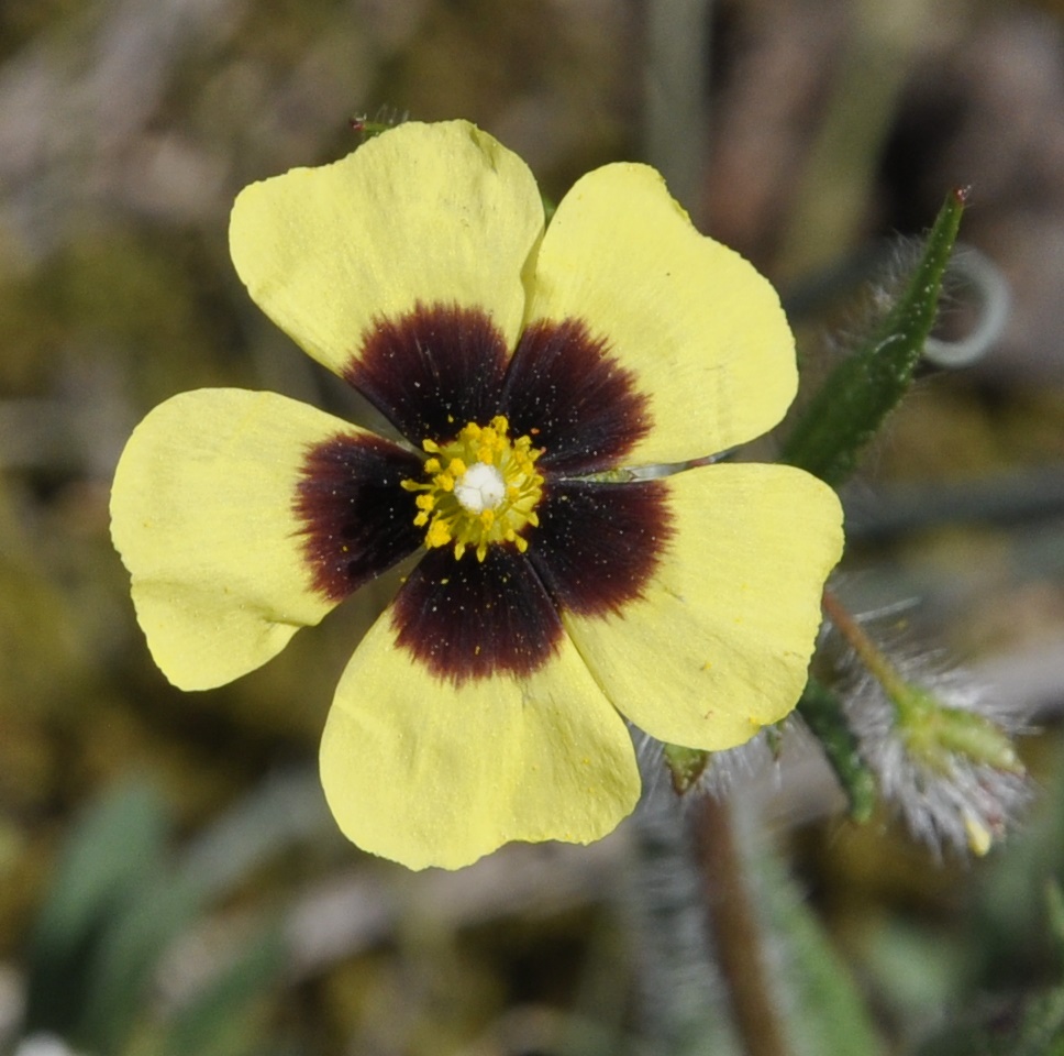 Image of Tuberaria guttata specimen.