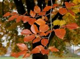 Fagus sylvatica