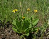 genus Taraxacum. Цветущее растение. Саратовская обл., Татищевский р-н, в разнотравно-злаковой степи на вершине водораздельного отрога. 6 мая 2012 г.