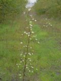 Erigeron annuus