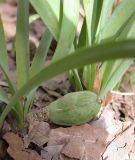 Sternbergia clusiana. Плодоносящее растение. Israel, Upper Galilee, Mount Meron. 21.03.2006.