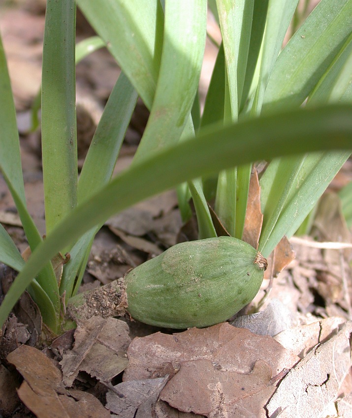 Изображение особи Sternbergia clusiana.