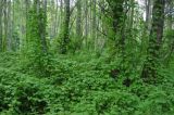Schizopepon bryoniifolius. Заросли. Приморье, Сихотэ-Алинь, долина р. Заболоченная, берег руч. Фата, широколиственный лес. 10.08.2012.