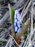 Scilla bifolia