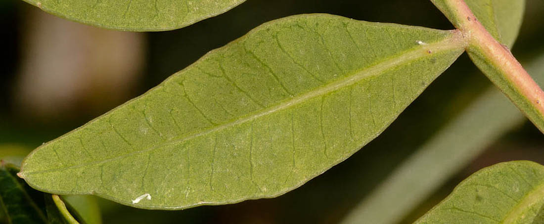 Изображение особи Pistacia lentiscus.