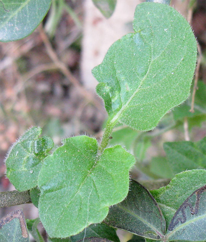 Изображение особи Solanum villosum.