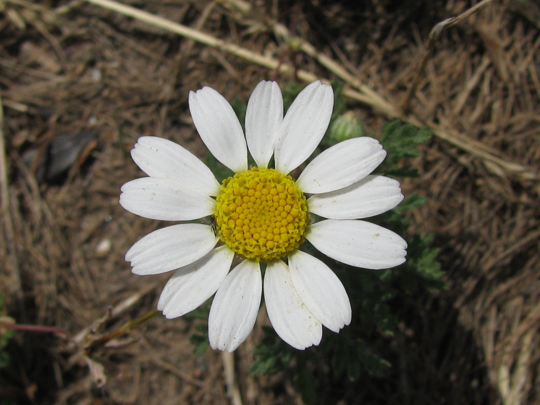 Image of Anthemis ruthenica specimen.