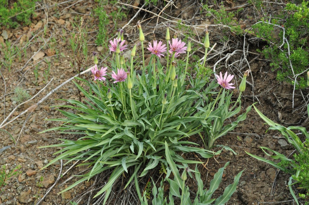 Изображение особи Tragopogon marginifolius.