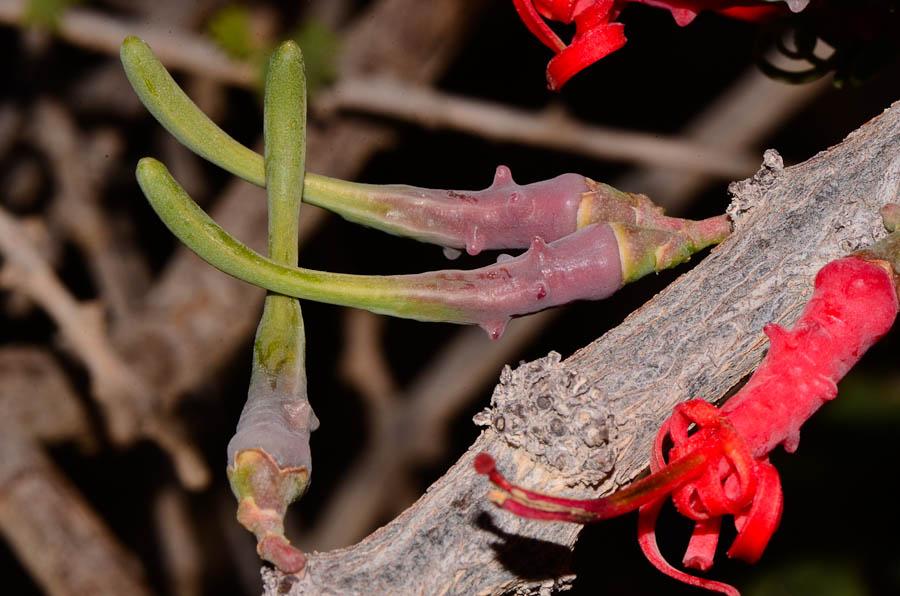 Image of Plicosepalus acaciae specimen.