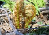 Dryopteris crassirhizoma