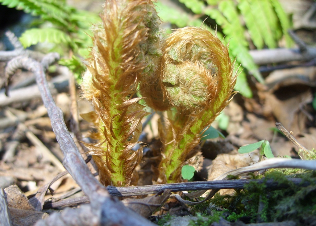 Image of Dryopteris crassirhizoma specimen.