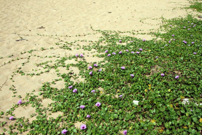 Image of Ipomoea pes-caprae specimen.