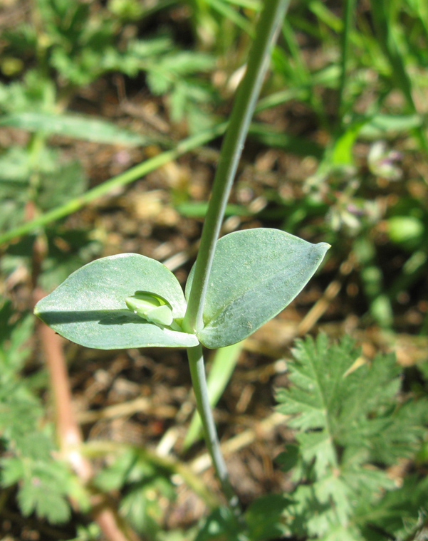 Image of Cerastium perfoliatum specimen.
