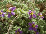 genus Fagonia