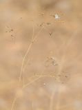 Ankyropetalum gypsophiloides