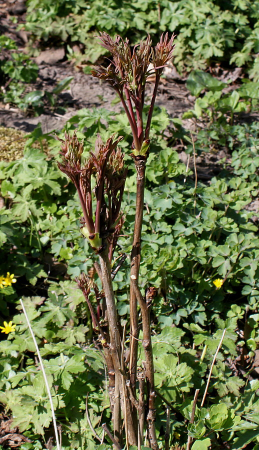 Изображение особи Paeonia delavayi.