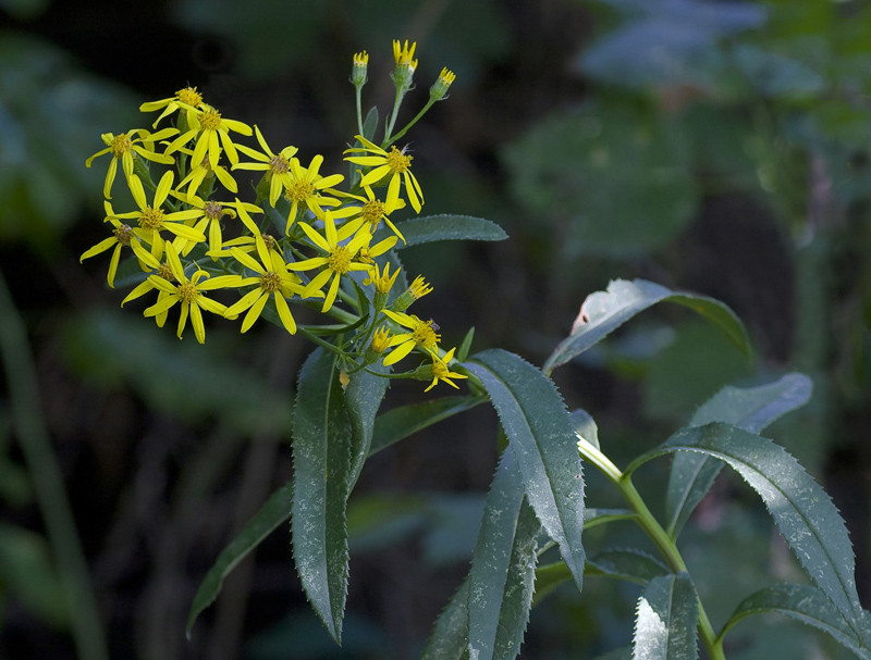 Изображение особи Senecio sarracenicus.