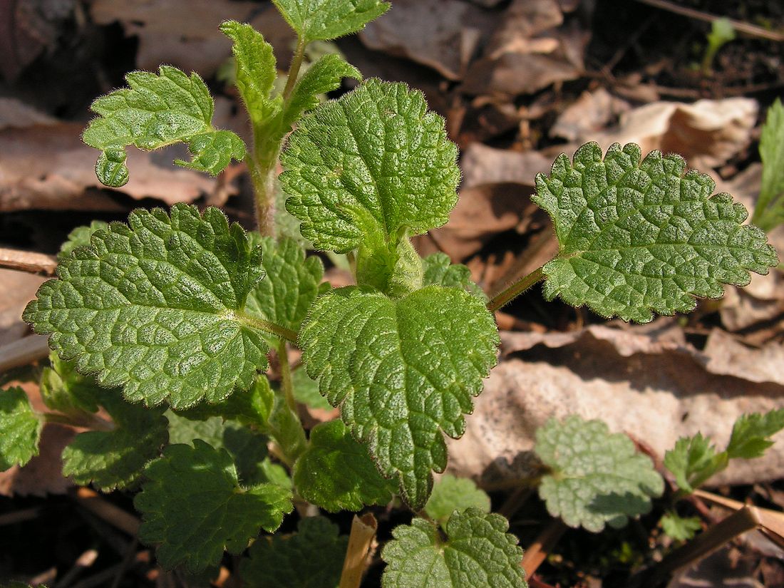 Изображение особи Isodon japonicus var. glaucocalyx.