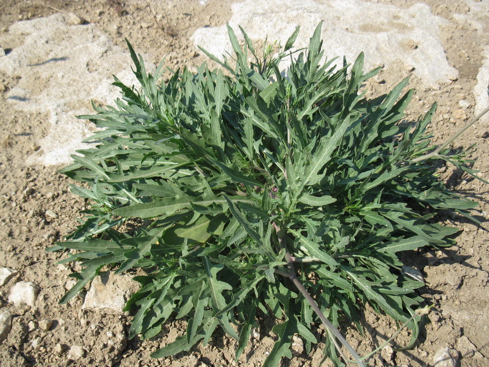 Image of Diplotaxis tenuifolia specimen.