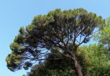 Pinus pinea