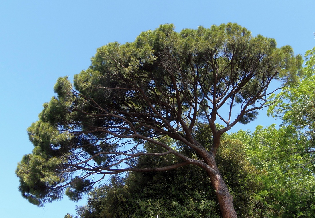 Изображение особи Pinus pinea.
