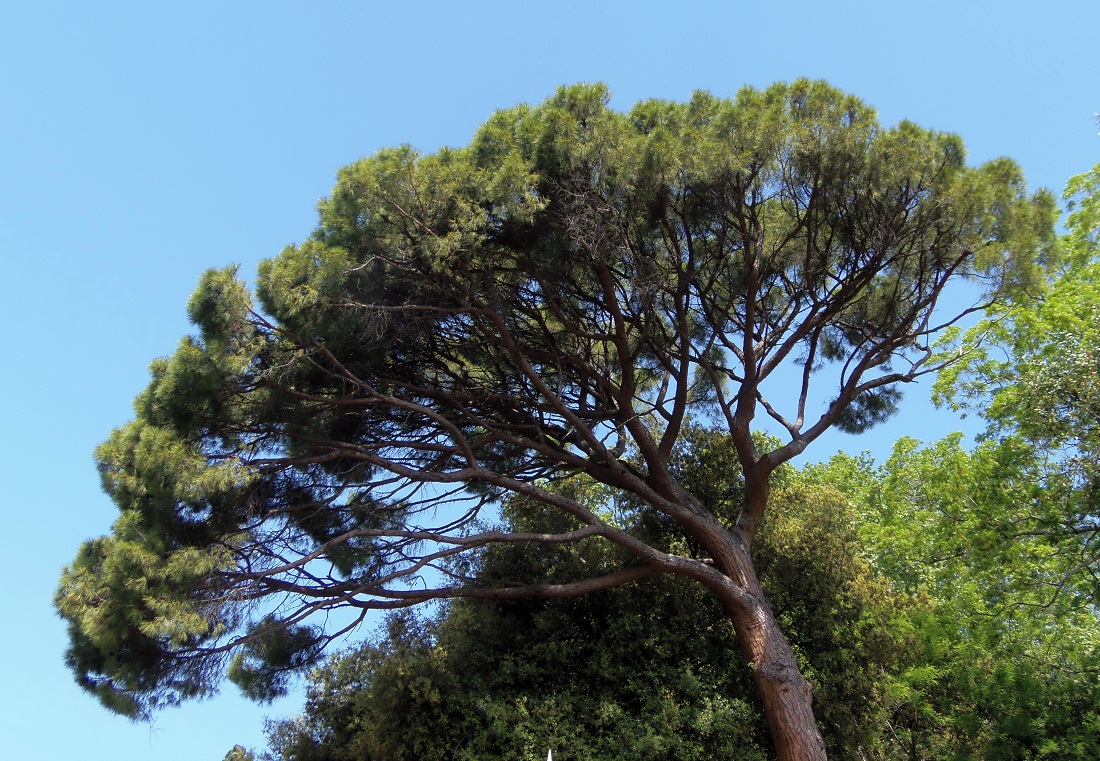 Image of Pinus pinea specimen.