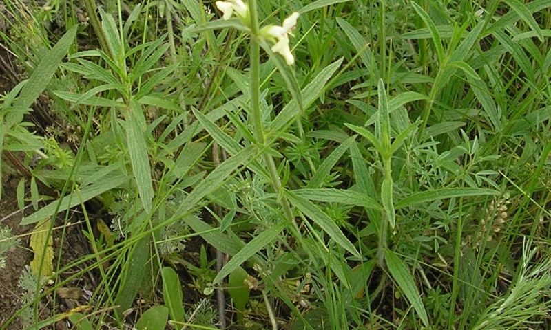 Изображение особи Stachys atherocalyx.