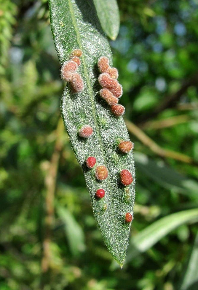 Image of Salix viminalis specimen.