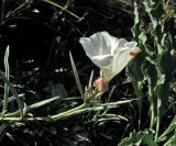 Convolvulus holosericeus