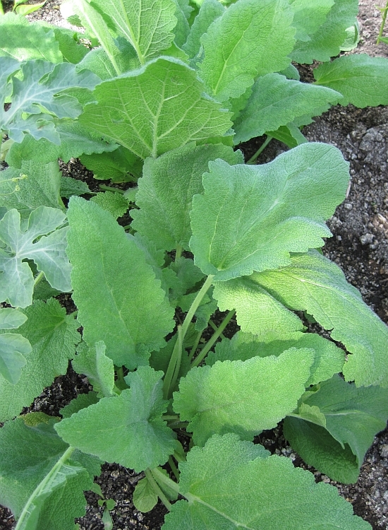 Image of Salvia sclarea specimen.