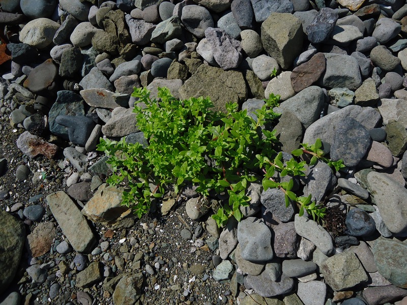 Image of Honckenya peploides ssp. major specimen.