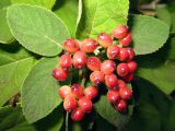 Viburnum lantana