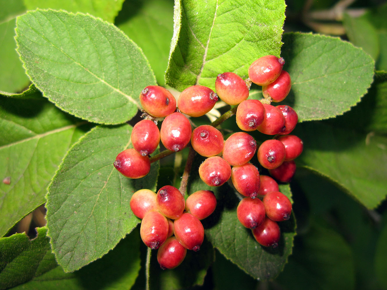 Image of Viburnum lantana specimen.