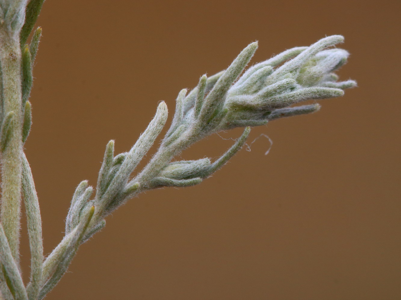 Изображение особи Artemisia austriaca.