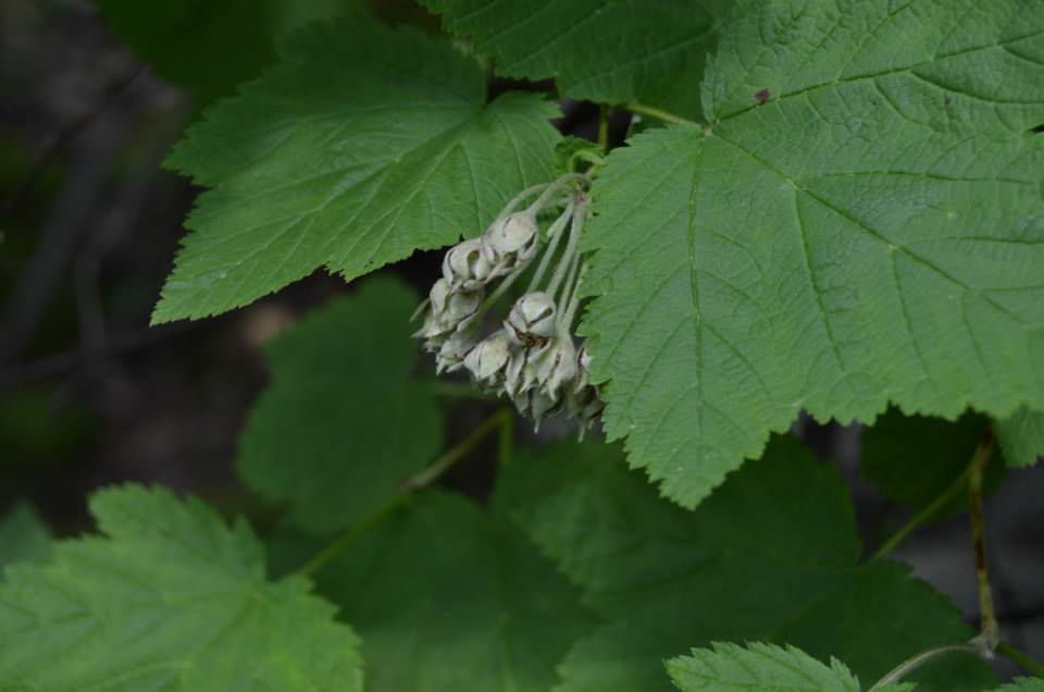 Изображение особи Physocarpus amurensis.