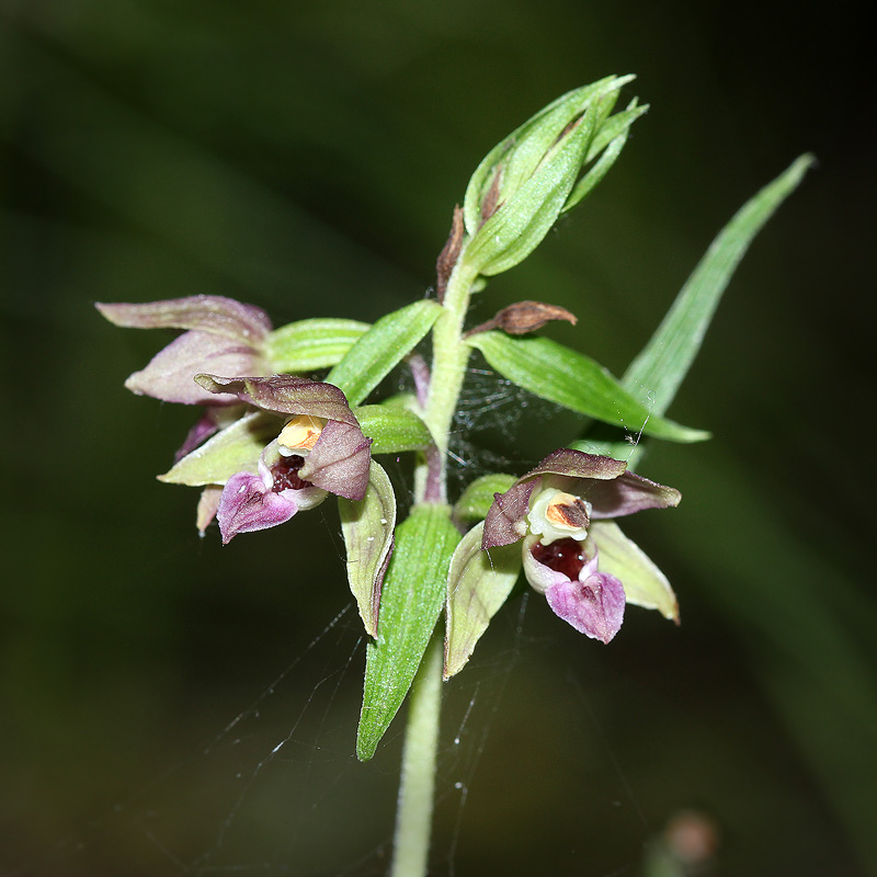 Изображение особи Epipactis helleborine.