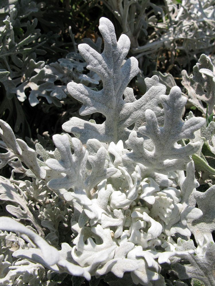 Изображение особи Senecio cineraria.