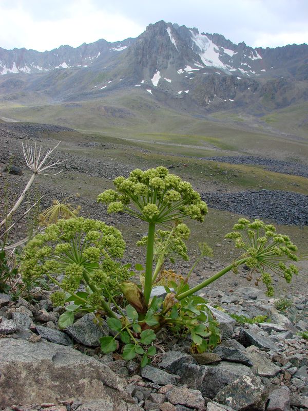 Изображение особи Archangelica brevicaulis.