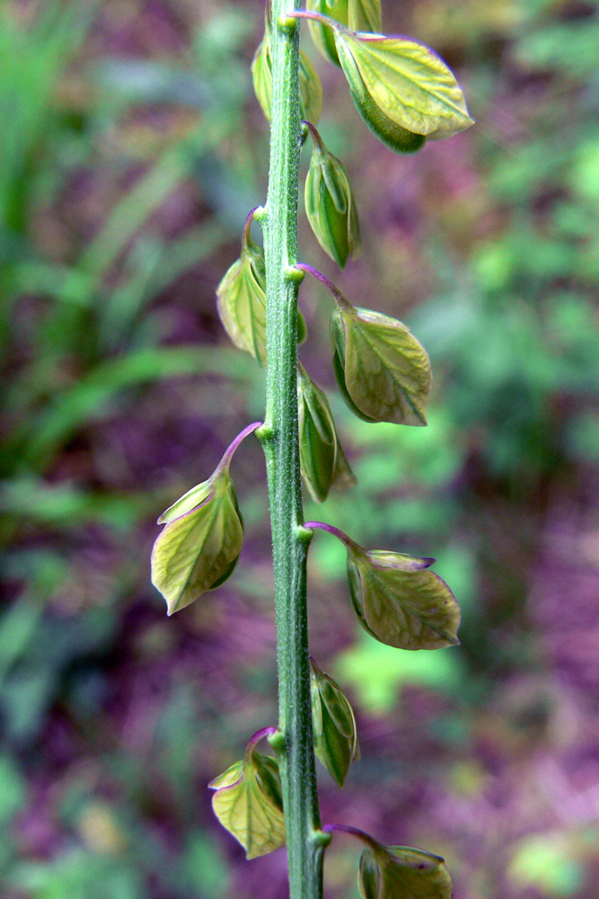 Image of Polygala wolfgangiana specimen.