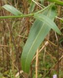 Image of taxon representative. Author is Сергей Одинец