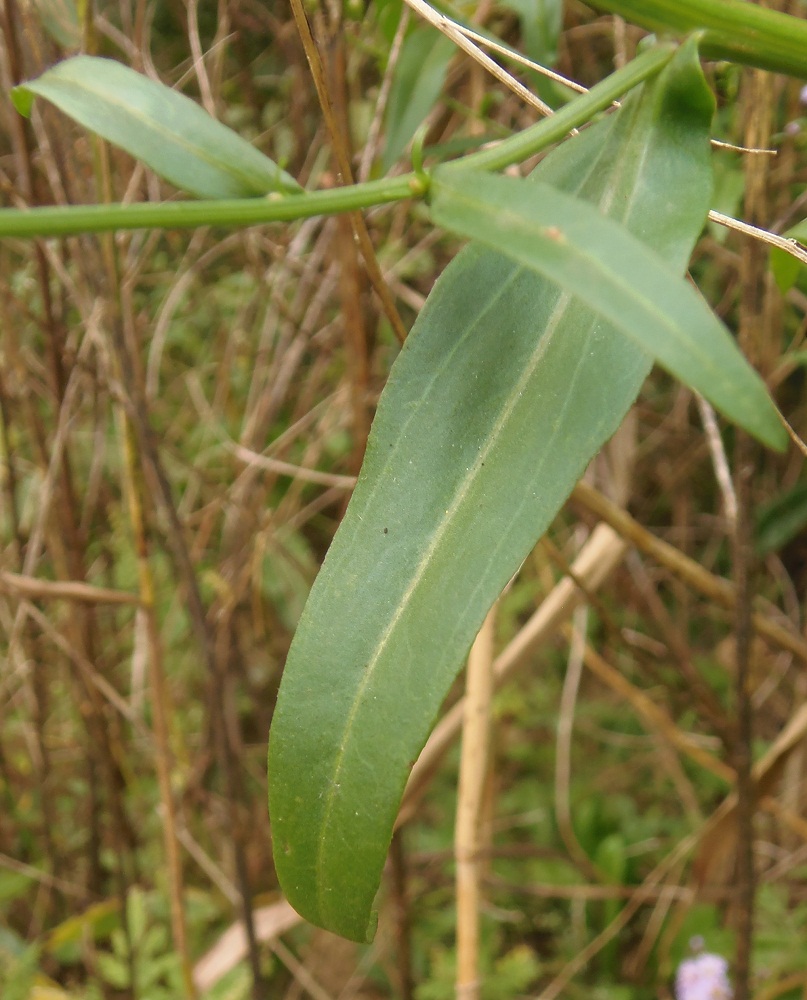 Image of Tripolium pannonicum specimen.