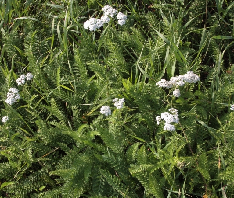 Image of Achillea inundata specimen.