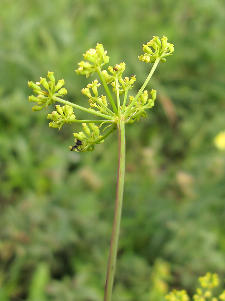 Изображение особи Xanthoselinum alsaticum.