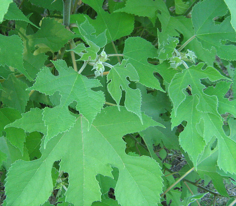 Image of Broussonetia papyrifera specimen.