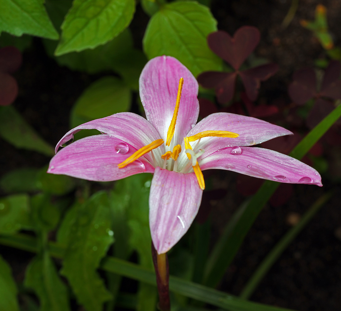 Изображение особи Habranthus robustus.