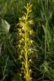Eremurus fuscus. Часть соцветия. Южный Казахстан, Кунгей Алатау, окр. Первого Кульсайского оз. 05.07.2013.