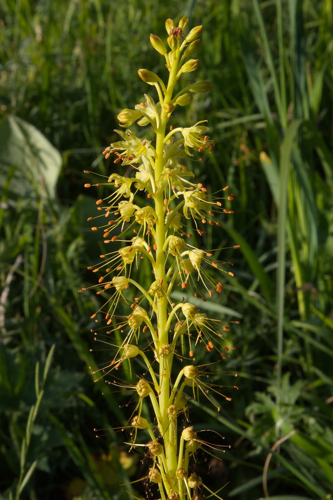 Изображение особи Eremurus fuscus.